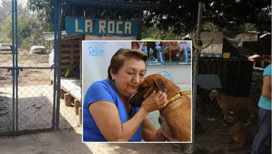 ”Es una petición de auxilio”, albergue de perros y gatos La Roca urge ayuda en Veracruz