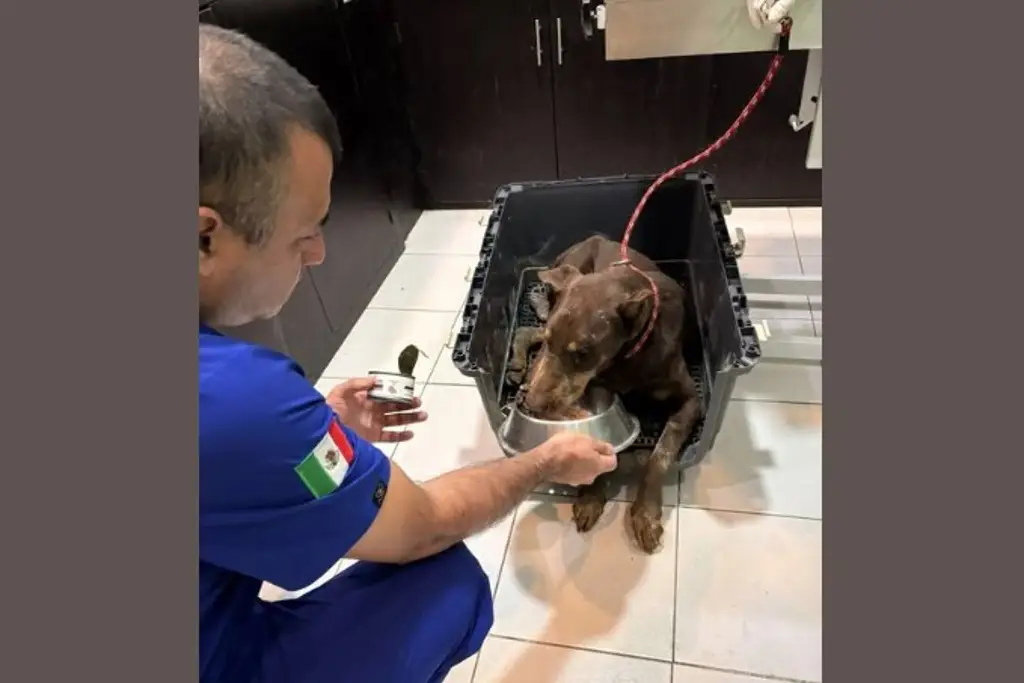 Perros y gatos afectados por inundaciones en Veracruz requieren ayuda: ARPA