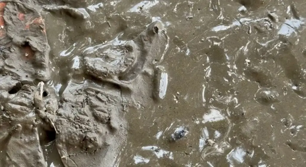 Reportan gusanos en lodo de las inundaciones en Veracruz