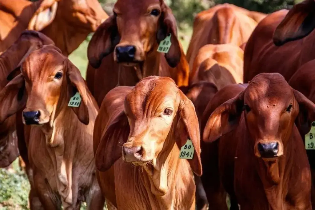 Avanza reapertura de comercio de ganado hacia EU, señala Agricultura