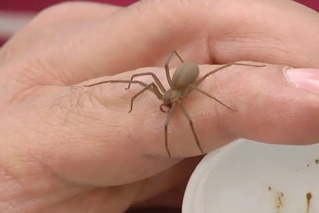 Estos son los animales venenosos más frecuentes en Veracruz ¿Hay antídotos en caso de picadura?