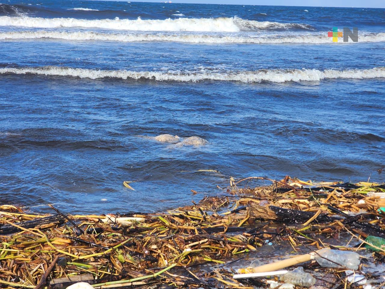 Monitorean playas de Coatzacoalcos antes presencia de animales en descomposición