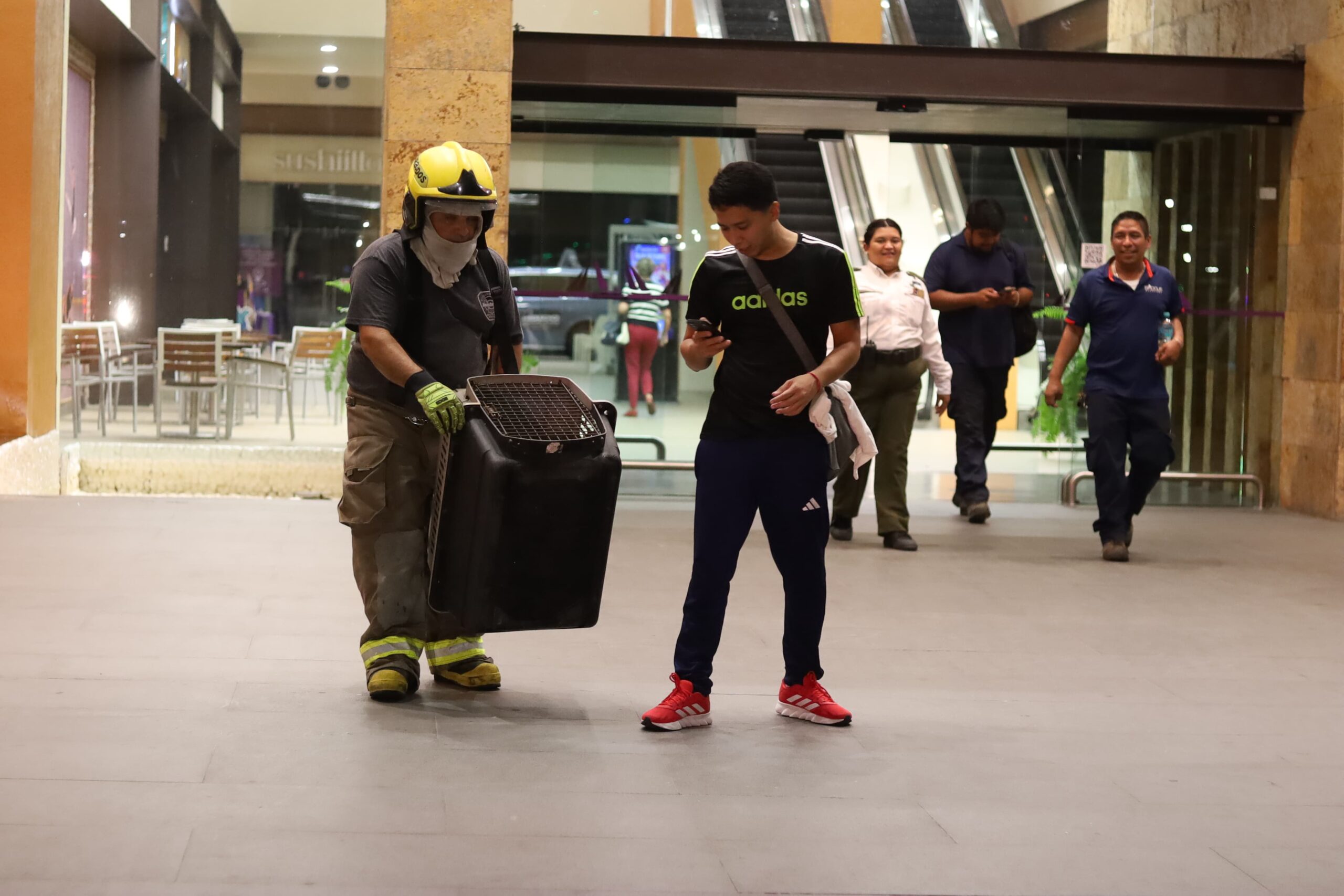 Nutria ingresa a fuente de centro comercial en Boca y causa asombro