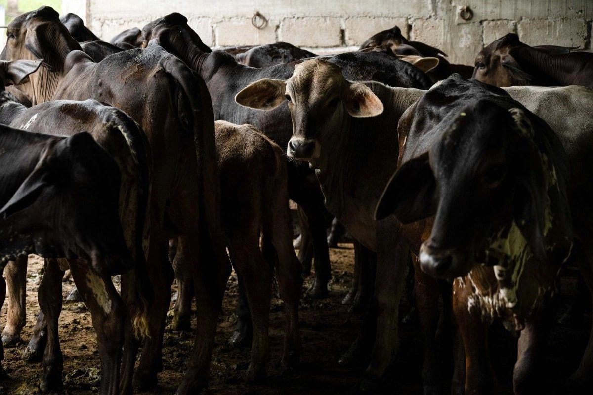 Se espera un próximo acuerdo con EU para reapertura fronteriza al ganado vacuno: Sheinbaum