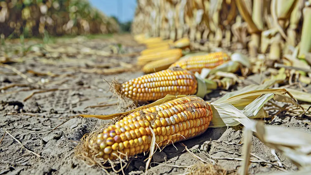 Cambio climático amenaza producción de maíz en Veracruz