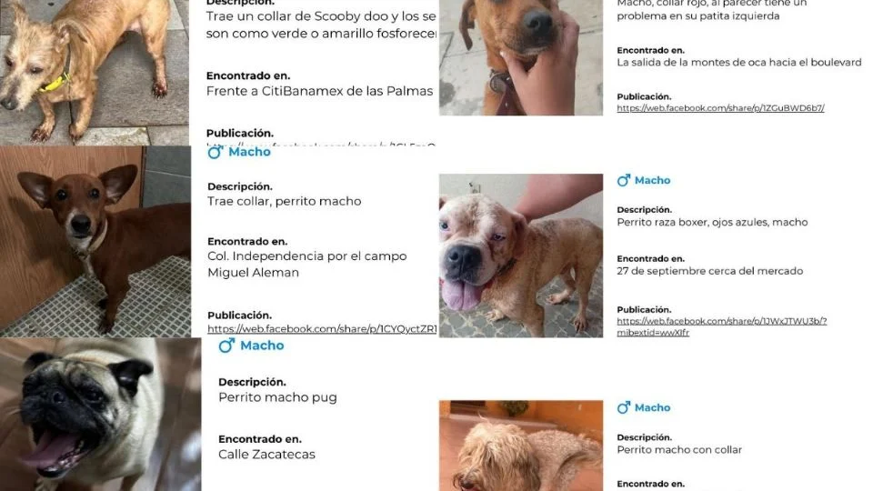 En Poza Rica, crean enlace para regresar a mascotas perdidas con sus dueños