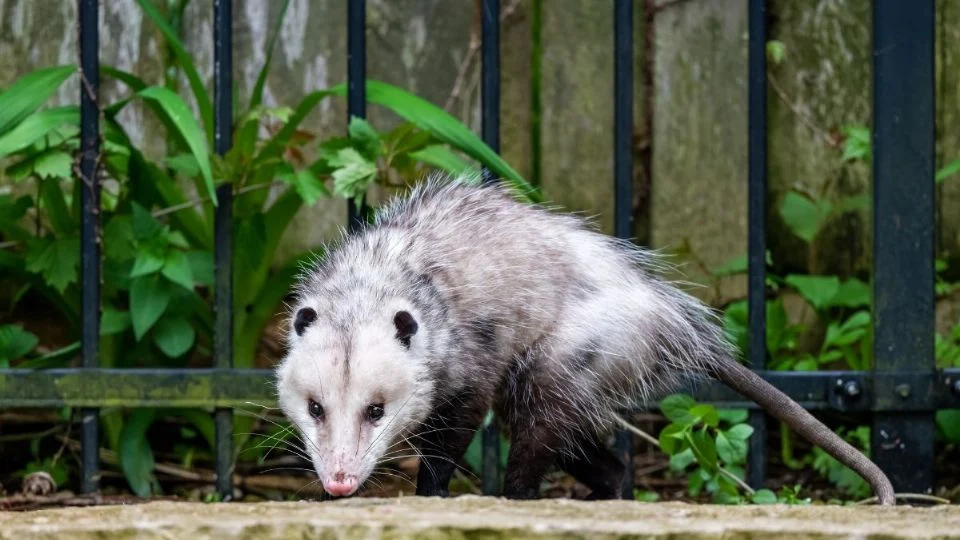 Colectivo denuncia que muerte de tlacuache en Hospital de Pemex de Poza Rica habría sido provocado