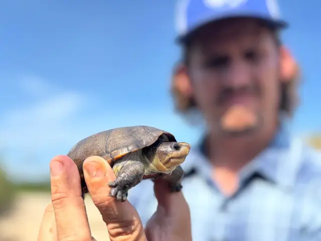 El tráfico ilegal pone en riesgo a la tortuga más pequeña del mundo