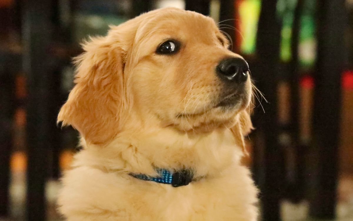 Humanos y perros golden retrievers comparten raíces genéticas para su comportamiento