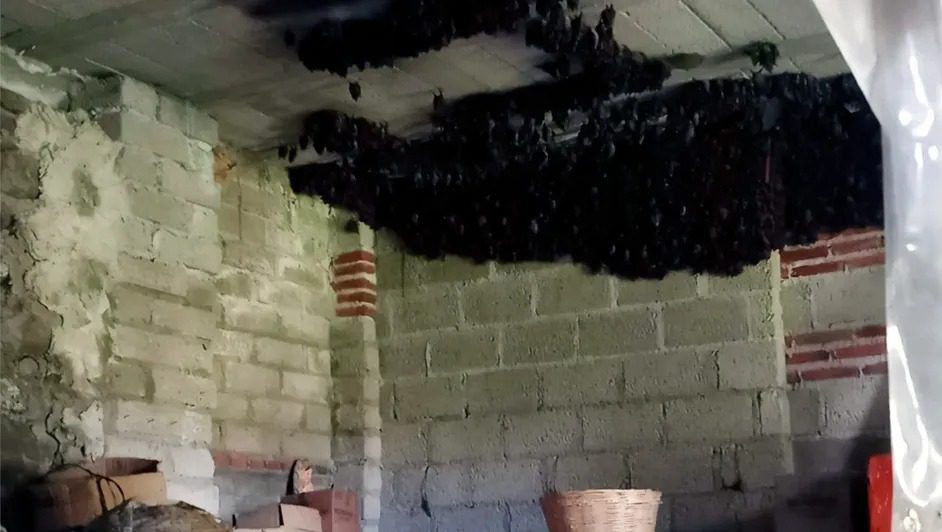 Una baticueva en Tlaxcala: la historia de la familia que albergó a más de mil murciélagos en su casa