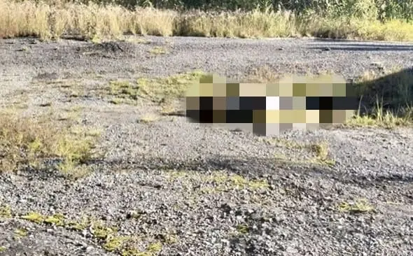 Abandonan cuerpo baleado en la autopista Orizaba-Puebla, en Maltrata