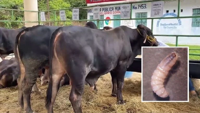 Veracruz gastó más de 47 millones contra el gusano barrenador