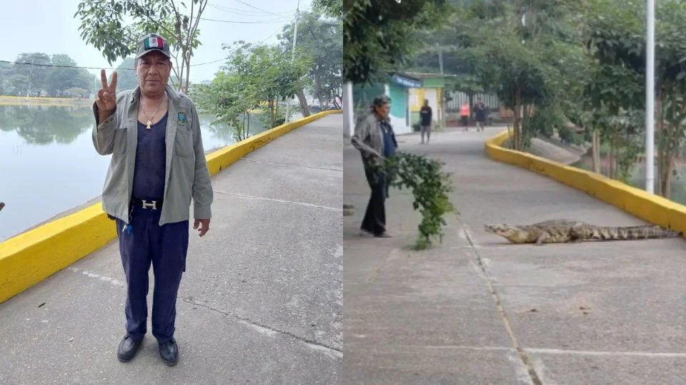 Hombre ahuyenta a cocodrilo en laguna de Isla, Veracruz