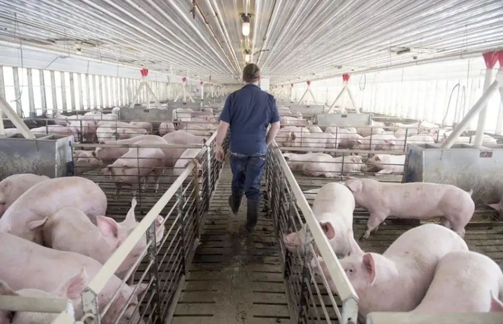 Argentina y Colombia se suman a México en bloqueo de importación de cerdo español por peste porcina