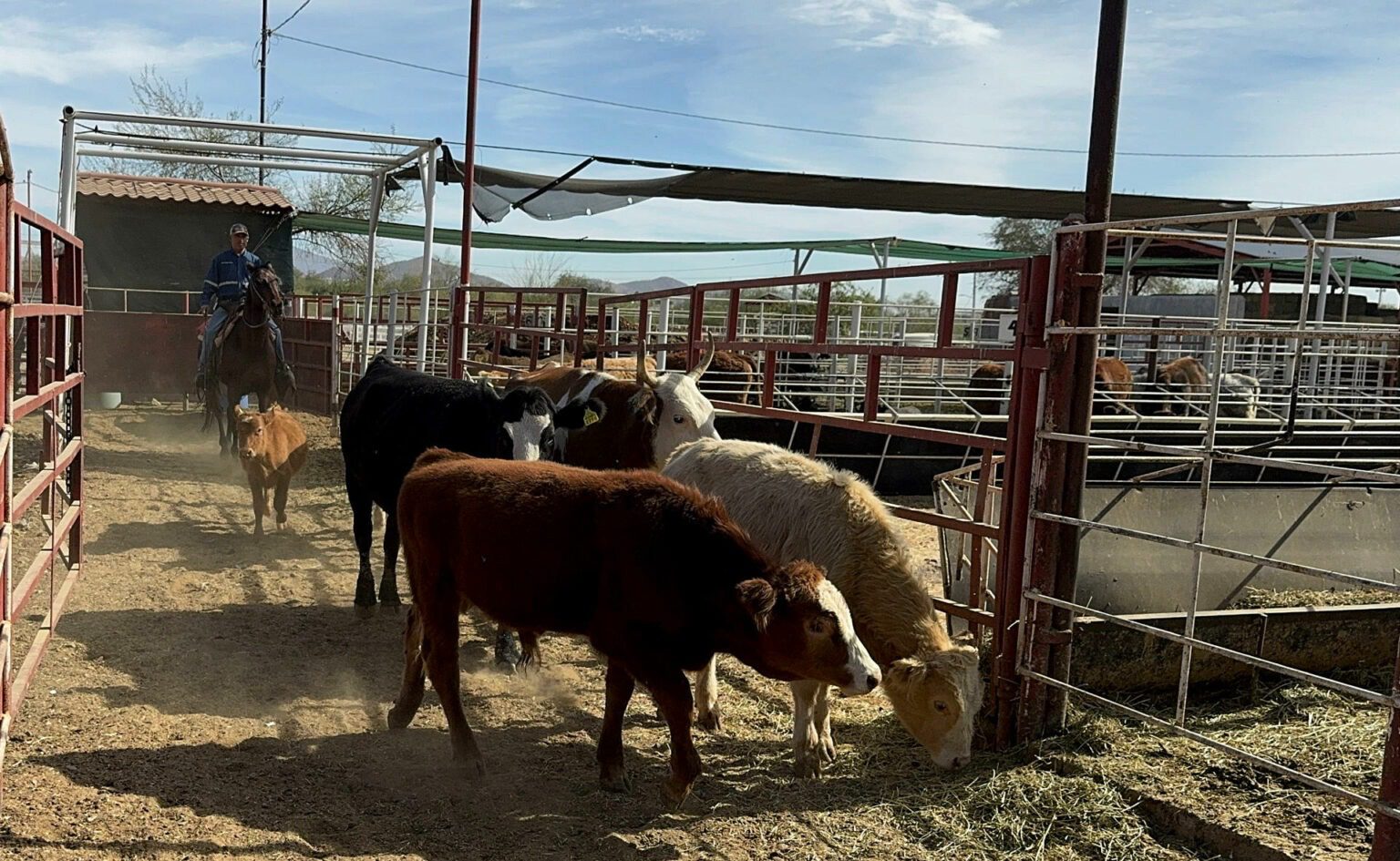 Productores en México advierten alza en precio de carne hacia 2026 por gusano barrenador y aranceles