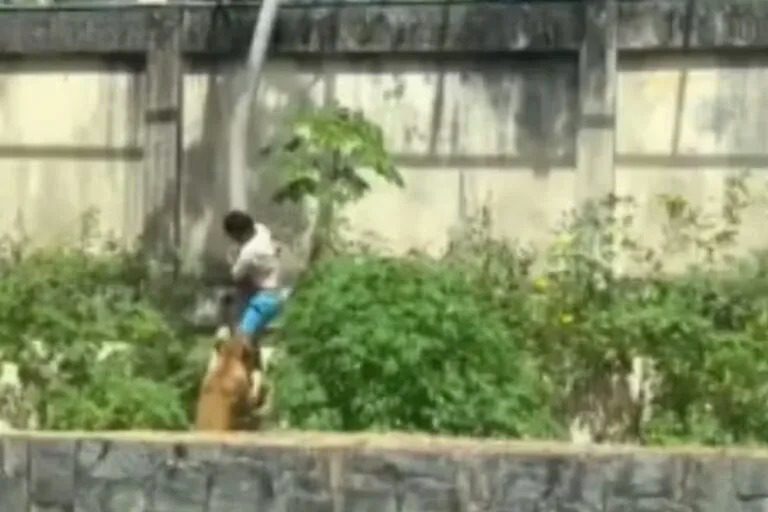 Un joven murió tras ingresar a la jaula de una leona en un zoológico de Brasil