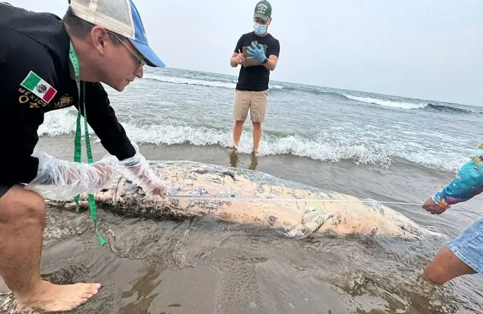 Hallan a delfín muerto en Barra de Sontecomapan, en Catemaco