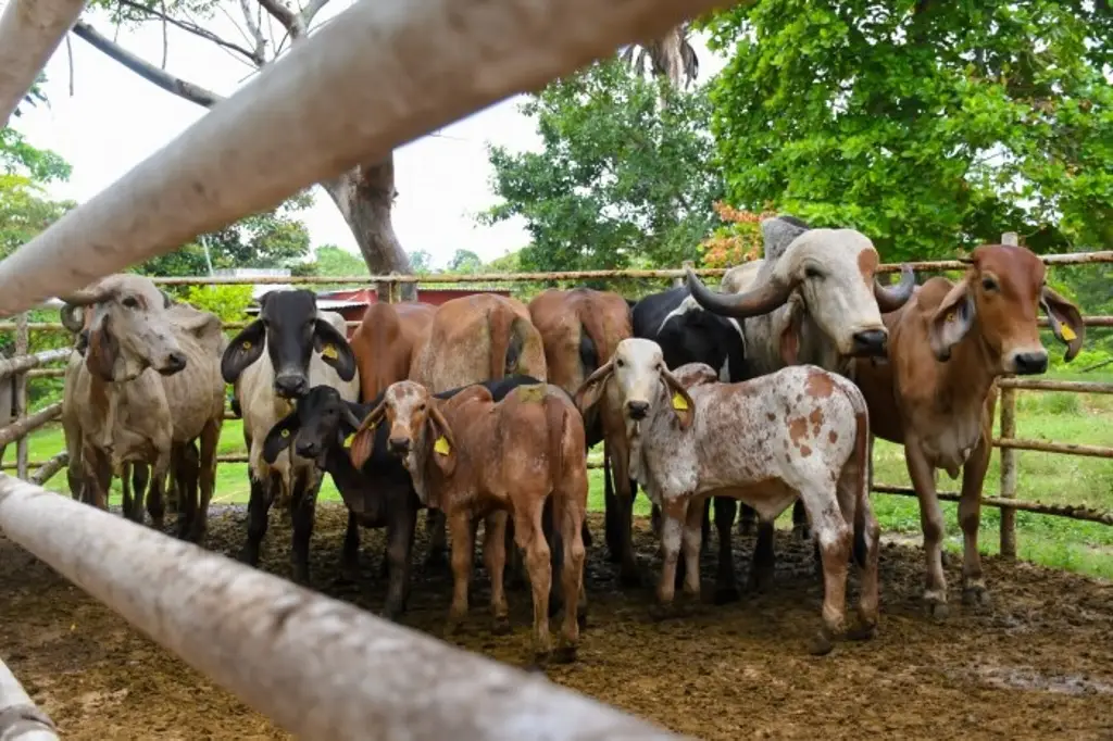 Crisis sanitaria: México suma más de 14 mil casos de gusano barrenador, Veracruz en tercer lugar