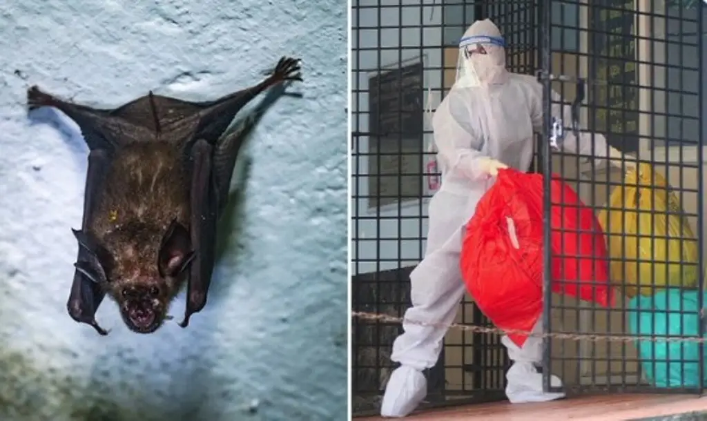 ¿Qué es el virus Nipah y por qué hay alerta máxima ante su expansión?