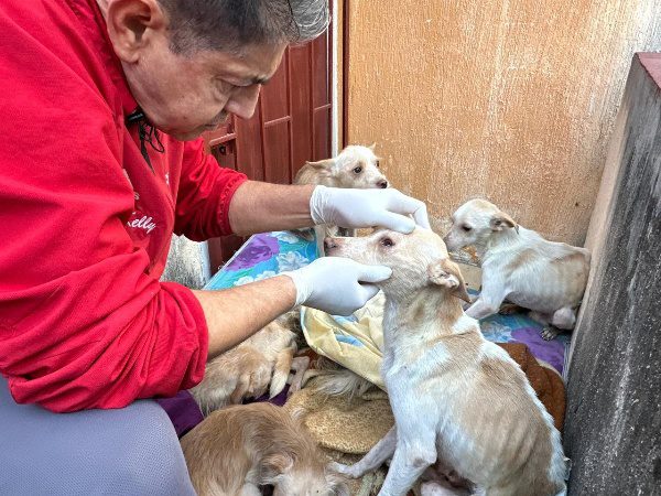 Aseguran perros en Veracruz puerto; presentaban desnutrición, hipotermia y garrapatas