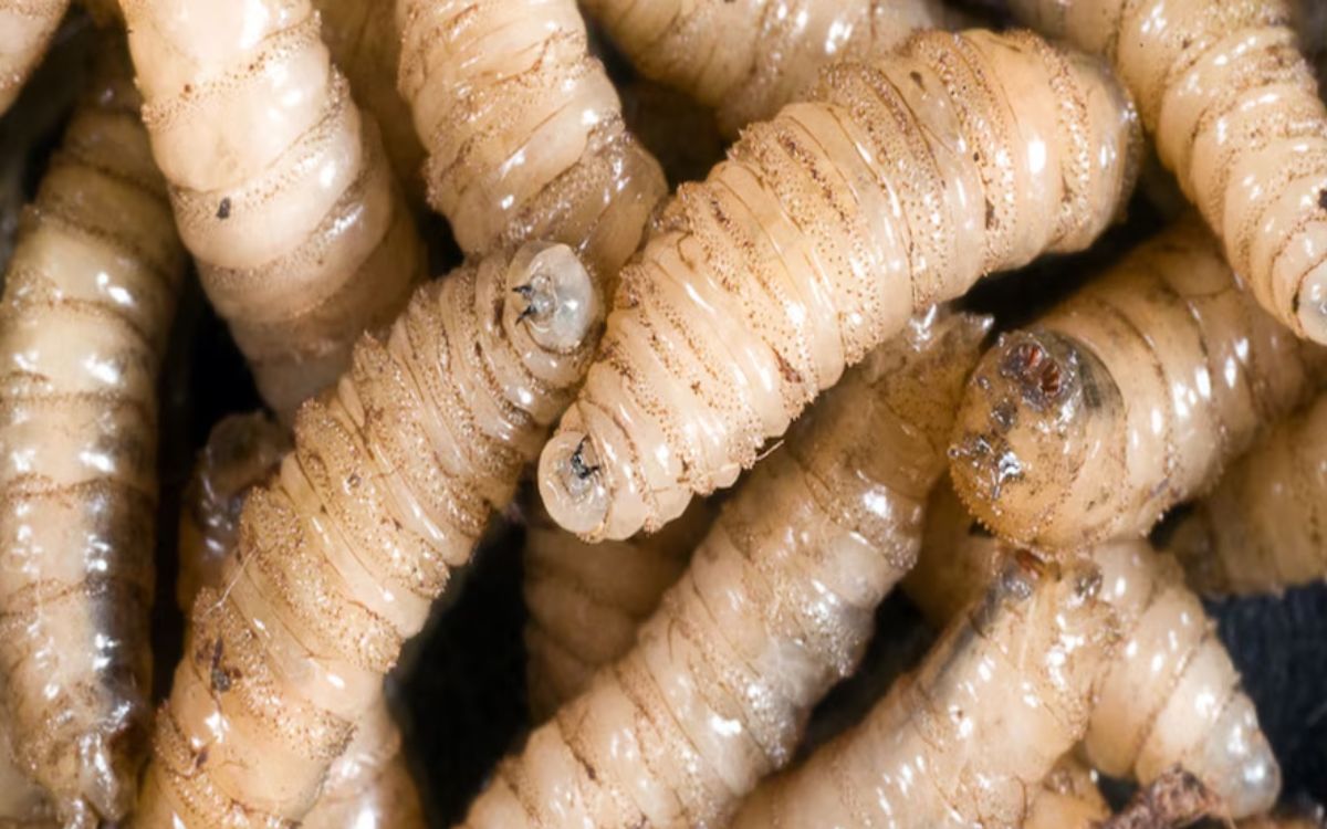 Detectan dos nuevos casos de gusano barrenador en el centro y norte de México