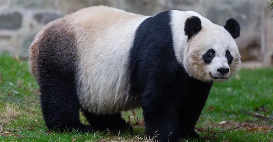 El panda está fuera de peligro de extinción: estas son las acciones que hicieron que su población aumentara
