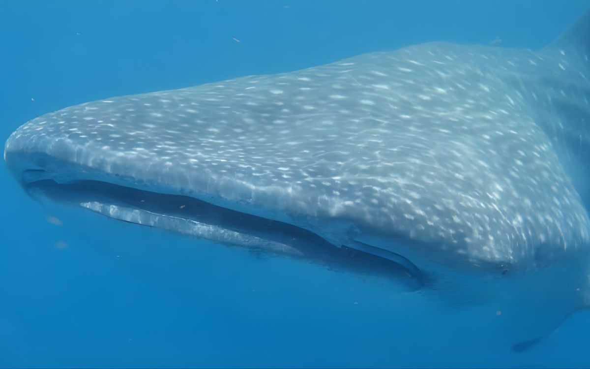 México: Una investigación con drones revela cómo el turismo impacta al tiburón ballena