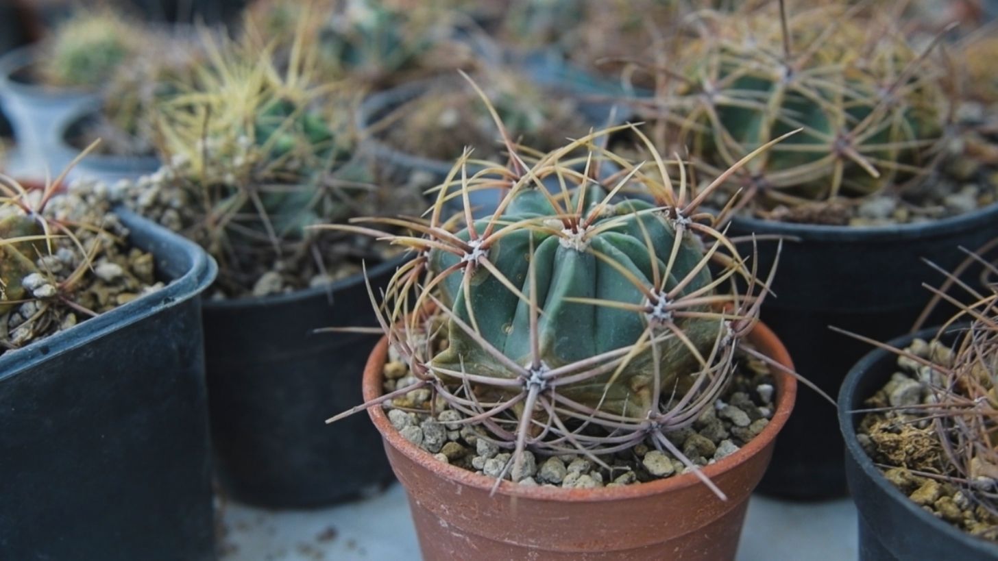 UNAM busca salvar a las biznagas, planta del acitrón que era usado en la Rosca de Reyes