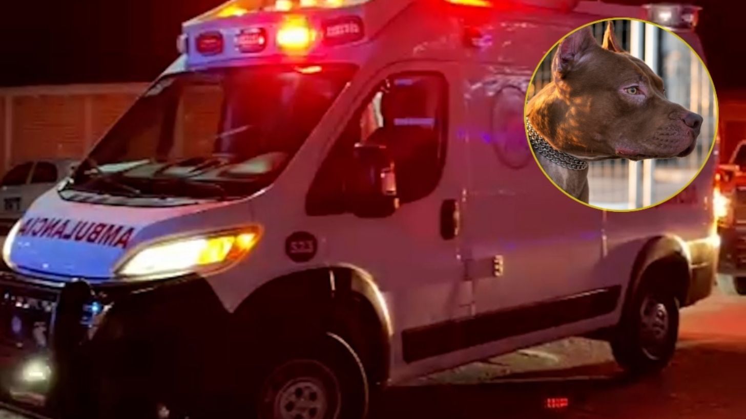 Niño de 5 años muere tras ser mordido en rostro y cuello por un pitbull en Fresnillo, Zacatecas