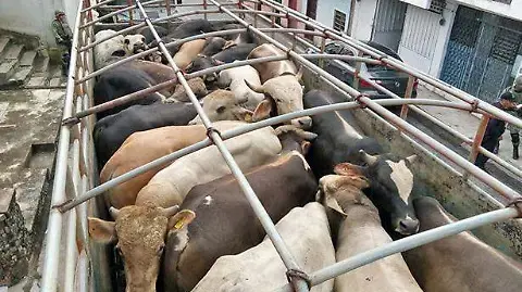 Roban ganado con valor de 2 mdp en las Cumbres de Maltrata