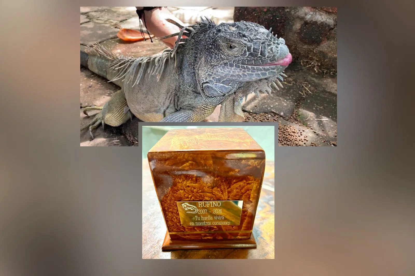 Muere Rufino, la iguana emblemática de Coatzacoalcos