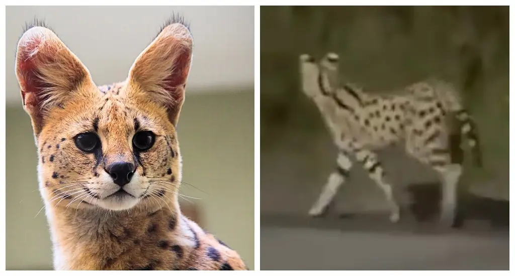 ¿Qué pasó con el felino Serval que se escapó en la Riviera Veracruzana? Esto dijo PC Alvarado
