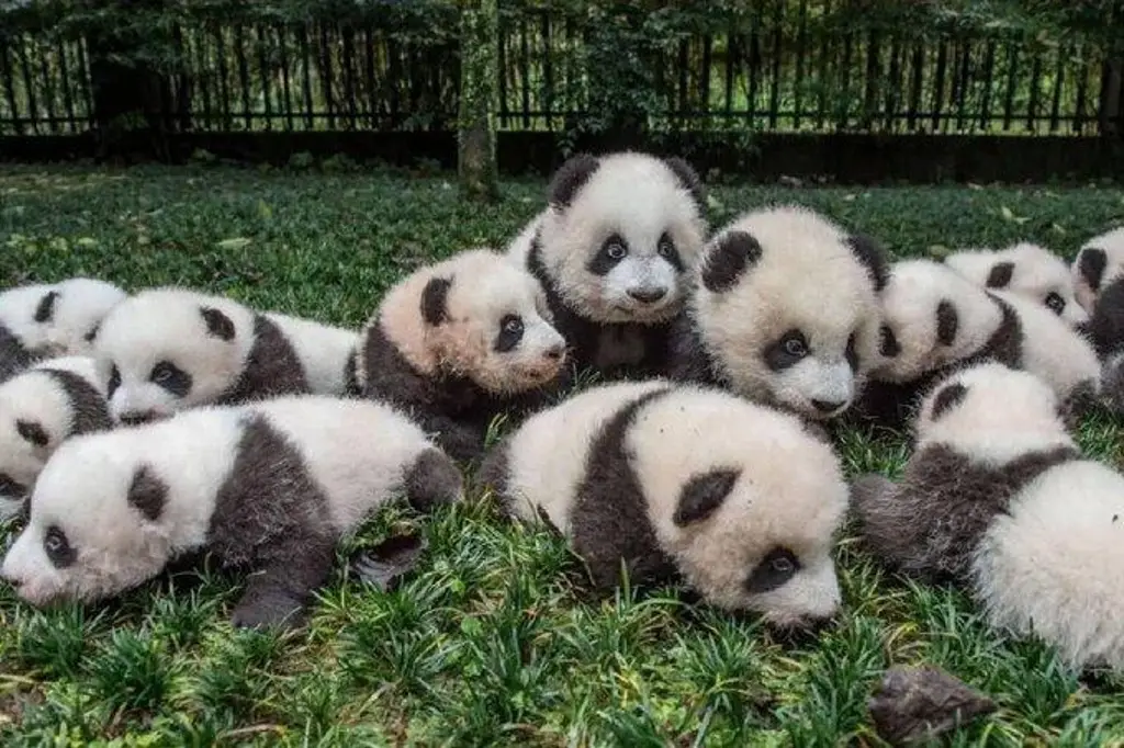 Debutan 29 cachorros panda en TV ¡Y no es IA!