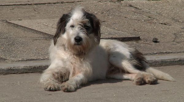 Ayuntamiento de Coatzacoalcos aprueba nuevo reglamento de protección animal