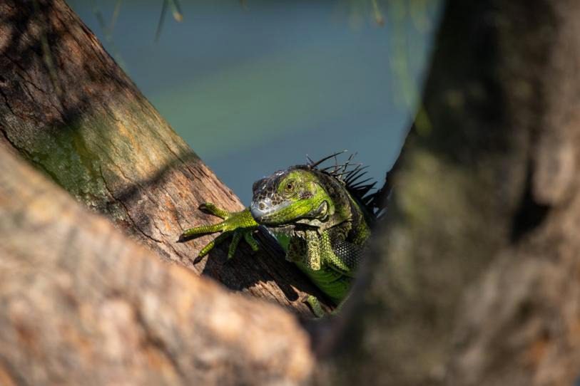 Florida vive insólita lluvia de iguanas congeladas; habitantes pueden sacrificarlas