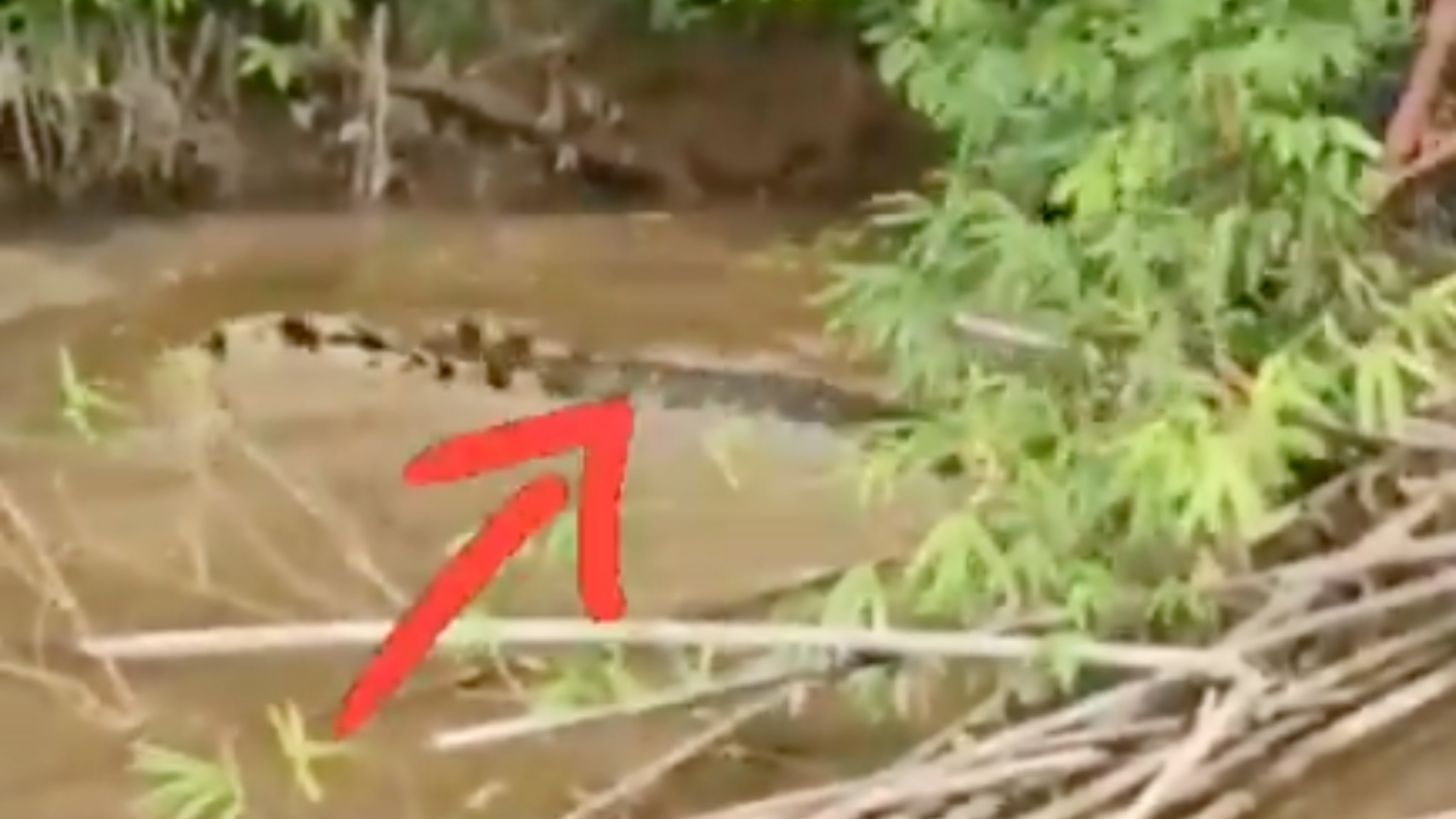 Pobladores arrebatan el cuerpo de una mujer del hocico de un cocodrilo