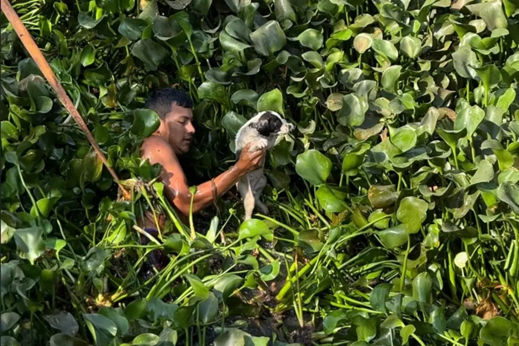 Rescatan perrito de río; hay indicios de que fue lanzado al agua