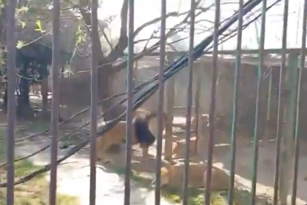 En estado de ebriedad, libera a 6 leones y luego se enjaula