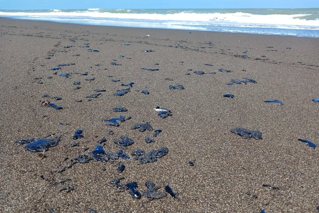 Director de Pemex revisará personalmente derrame de petróleo en Veracruz, dice Sheinbaum