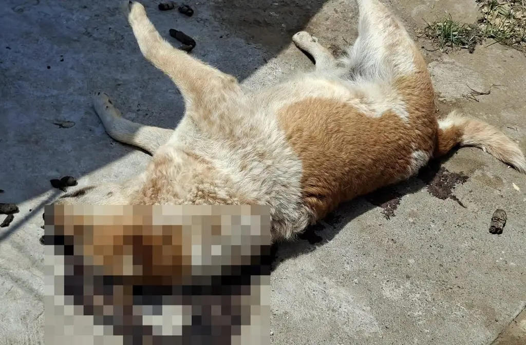 Asesinan a ‘garrotazos’ a perrito en Veracruz; presentan denuncia penal
