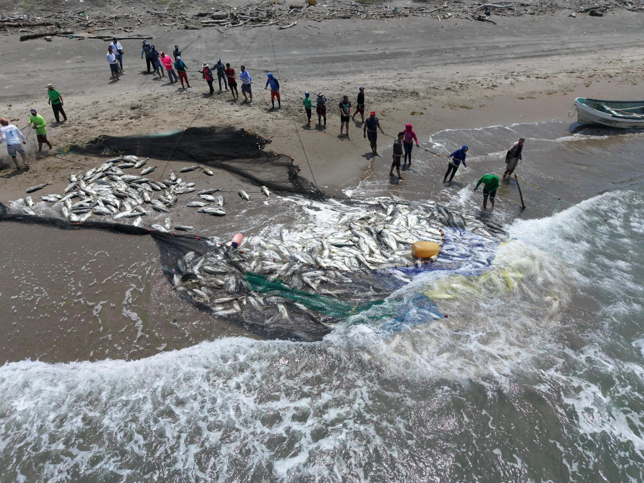 Pescadores de Alvarado realizan captura masiva de jurel y descartan afectaciones