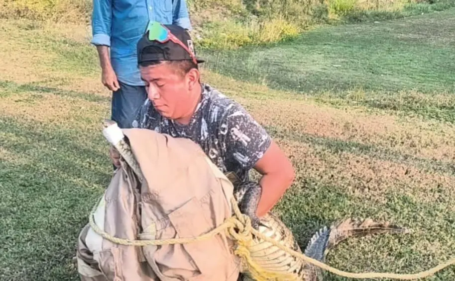 Capturan cocodrilo en la Transístmica de Cosoleacaque