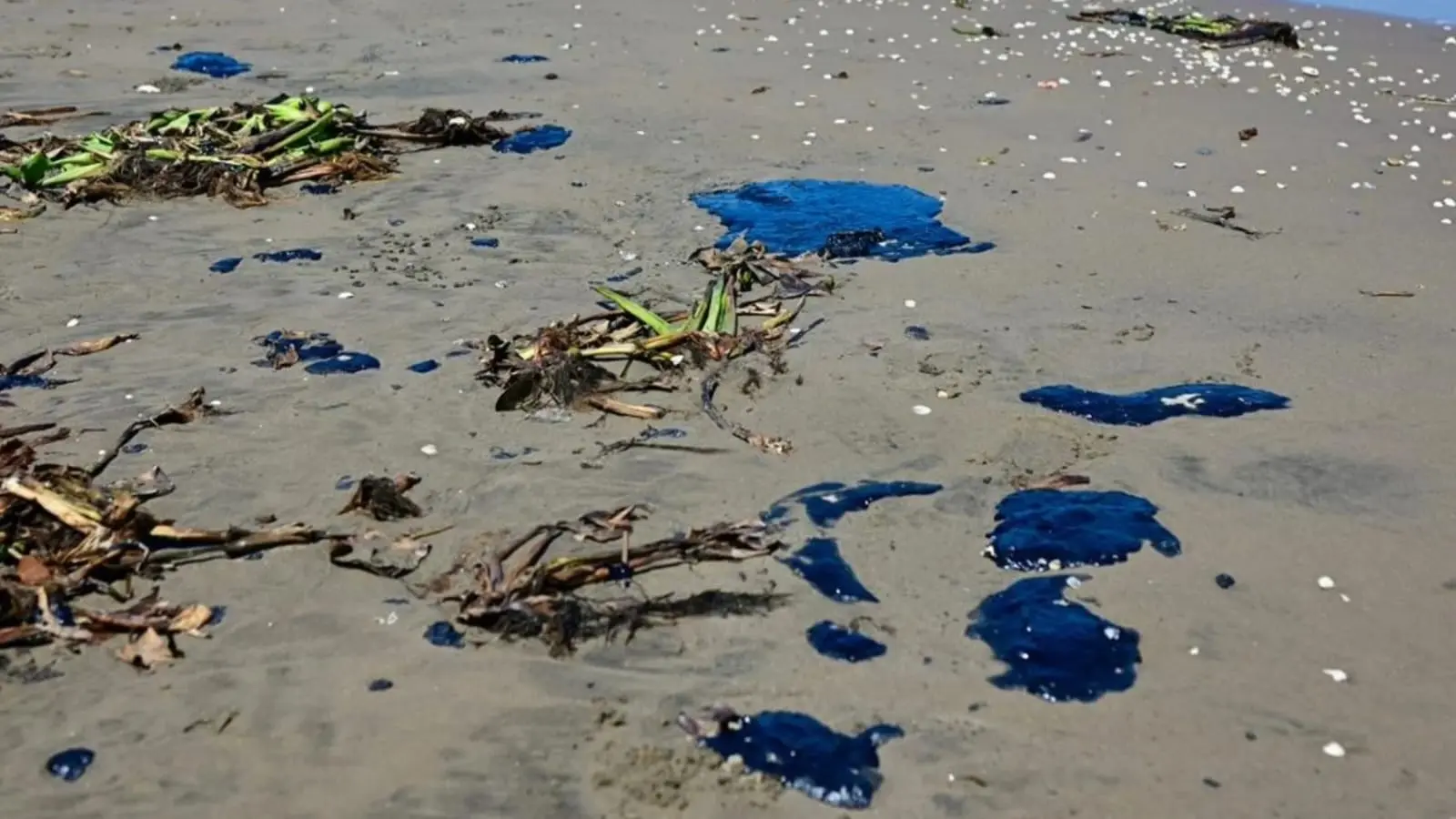 Sin identificar al responsable de derrame en Veracruz: Sheinbaum