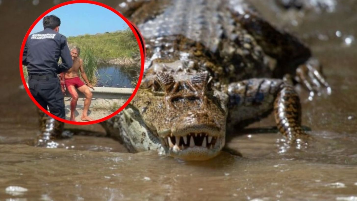 Un cocodrilo ataca a un abuelito en Tamaulipas: estuvo a punto de perder el brazo