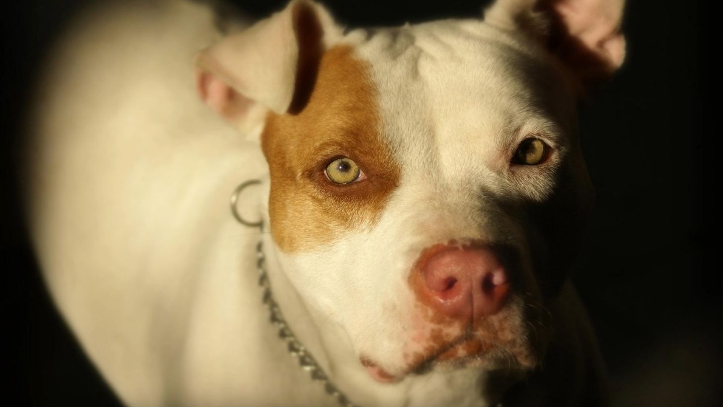 Abuelita de 75 años muere tras ser atacada por un perro pitbull en Nayarit