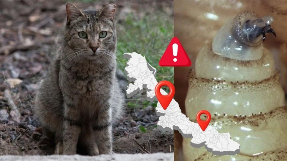 Gusano barrenador llega a gatos en Veracruz en estos 4 municipios