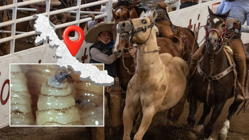 Gusano barrenador en caballos de Veracruz alcanza a estos 59 municipios