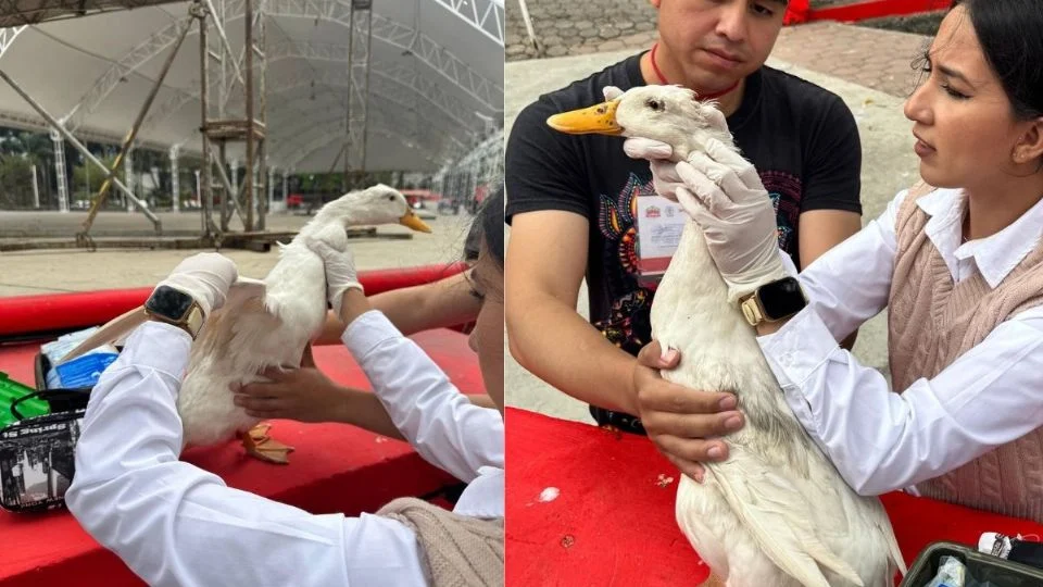 Descartan caso de gusano barrenador en pato de la Laguna de Nogales; esto provocó lesión