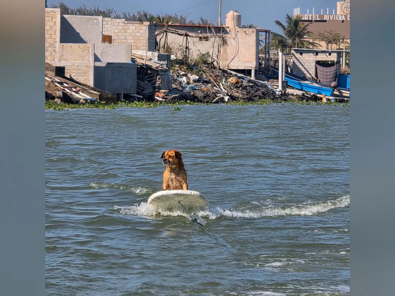 “Marihuano”, el perro surfista que conquista las olas de Alvarado