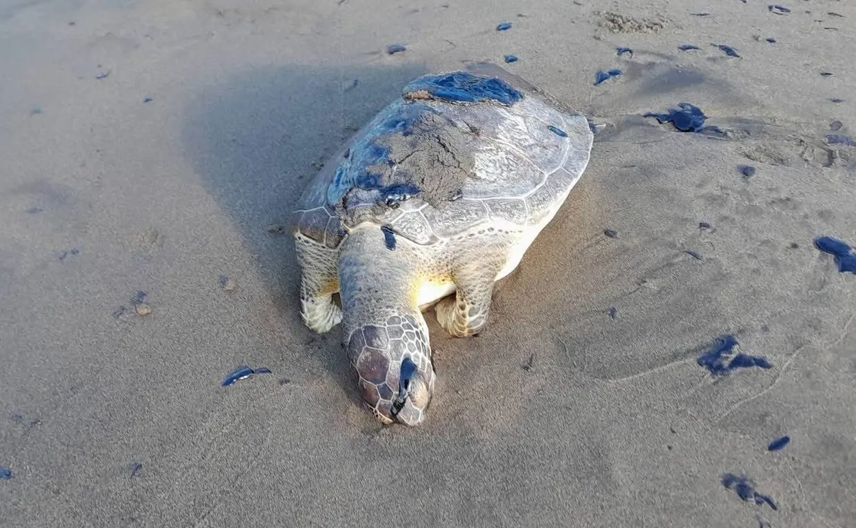 Derrame de hidrocarburo mata a una tortuga en playa de Mecayapan